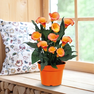 Calla Lily Orange Grow Kit